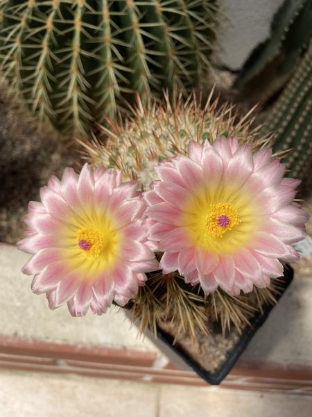 Notocactus roseoluteus